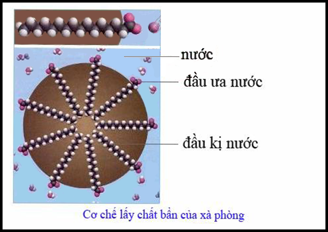 CƠ CHẾ CỦA VIỆC TẨY RỬA